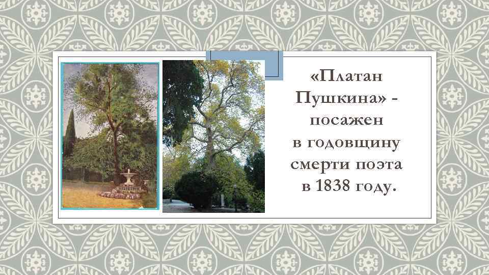  «Платан Пушкина» посажен в годовщину смерти поэта в 1838 году. 
