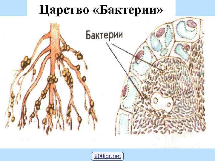 Царство «Бактерии» 900 igr. net 