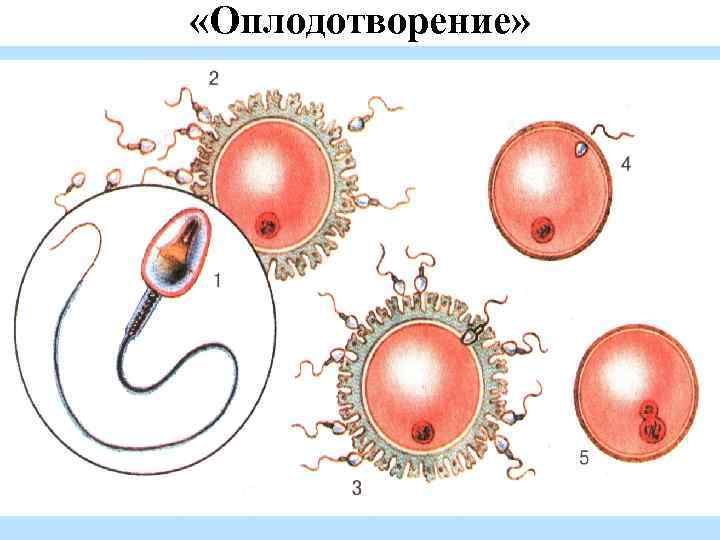  «Оплодотворение» 