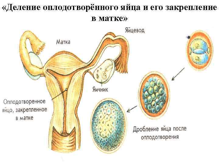 «Деление оплодотворённого яйца и его закрепление в матке» 
