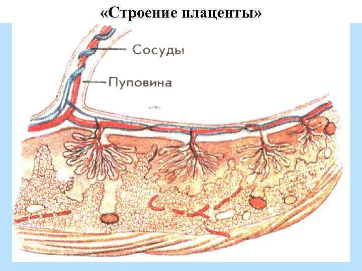  «Строение плаценты» 