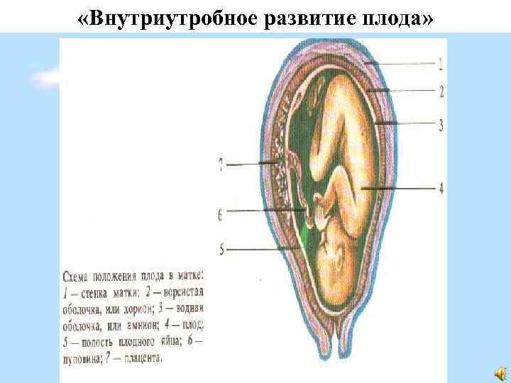  «Внутриутробное развитие плода» 