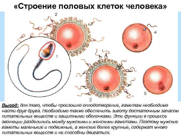  «Строение половых клеток человека» Вывод: для того, чтобы произошло оплодотворение, гаметам необходимо найти