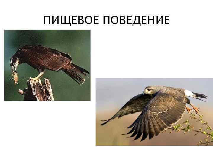 ПИЩЕВОЕ ПОВЕДЕНИЕ 