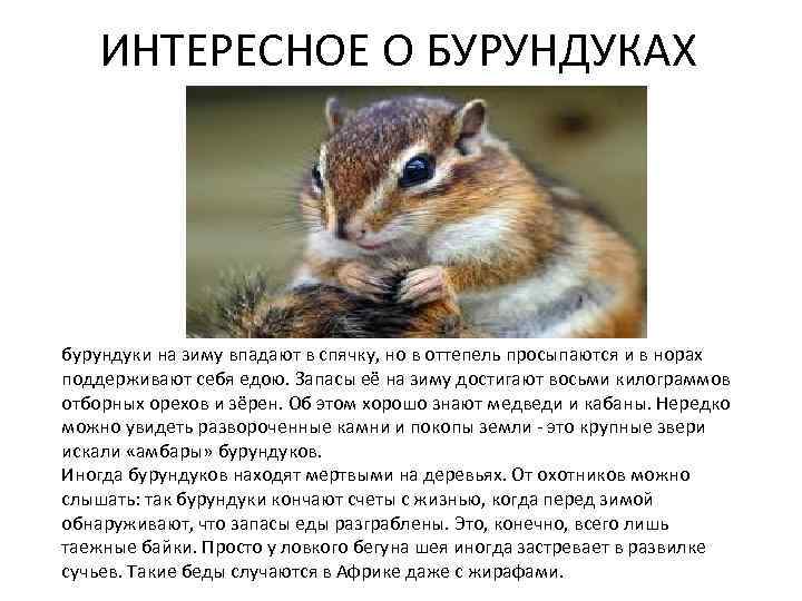 ИНТЕРЕСНОЕ О БУРУНДУКАХ бурундуки на зиму впадают в спячку, но в оттепель просыпаются и