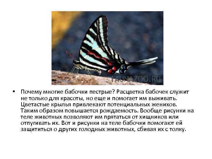  • Почему многие бабочки пестрые? Расцветка бабочек служит не только для красоты, но