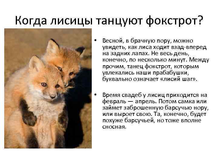 Когда лисицы танцуют фокстрот? • Весной, в брачную пору, можно увидеть, как лиса ходит