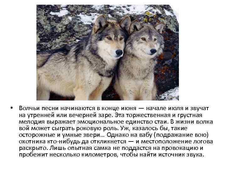  • Волчьи песни начинаются в конце июня — начале июля и звучат на