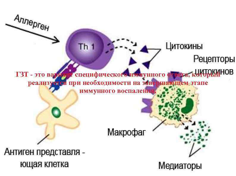 Гзт схема микробиология