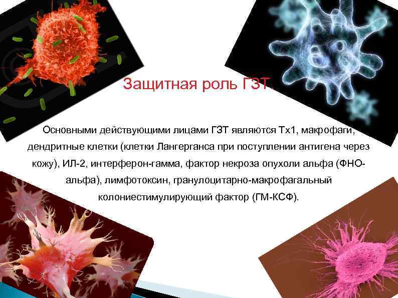 Защитная роль ГЗТ. Основными действующими лицами ГЗТ являются Тх1, макрофаги, дендритные клетки (клетки Лангерганса