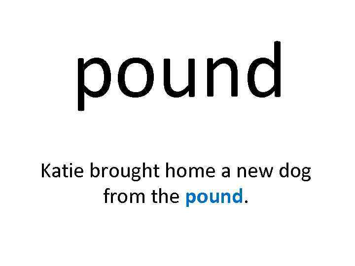 pound Katie brought home a new dog from the pound. 