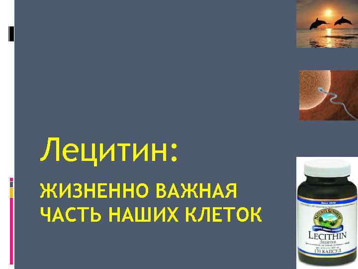 Лецитин: ЖИЗНЕННО ВАЖНАЯ ЧАСТЬ НАШИХ КЛЕТОК 