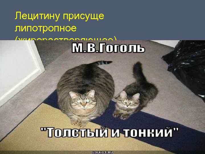 Лецитину присуще липотропное (жирорастворяющее) действие. 