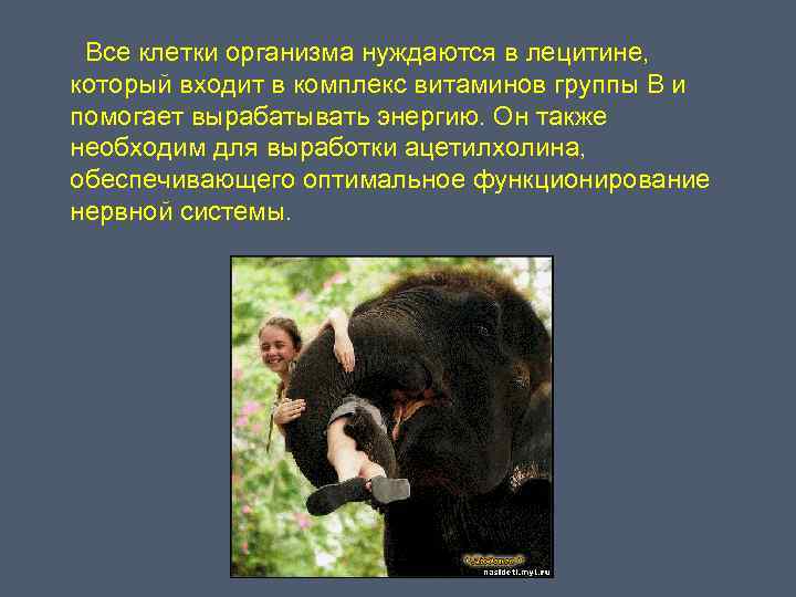  Все клетки организма нуждаются в лецитине, который входит в комплекс витаминов группы В