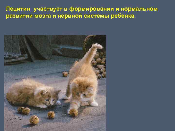 Лецитин участвует в формировании и нормальном развитии мозга и нервной системы ребенка. 