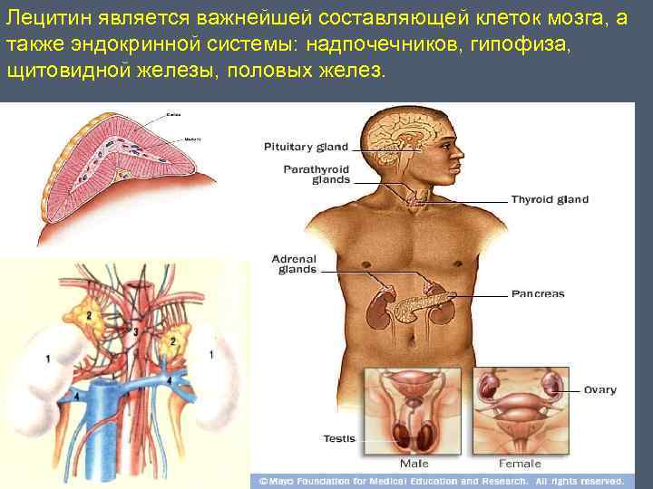 Лецитин является важнейшей составляющей клеток мозга, а также эндокринной системы: надпочечников, гипофиза, щитовидной железы,