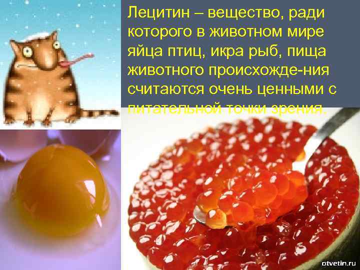Лецитин – вещество, ради которого в животном мире яйца птиц, икра рыб, пища животного
