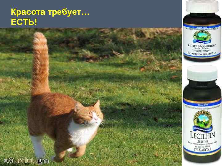 Красота требует… ЕСТЬ! 