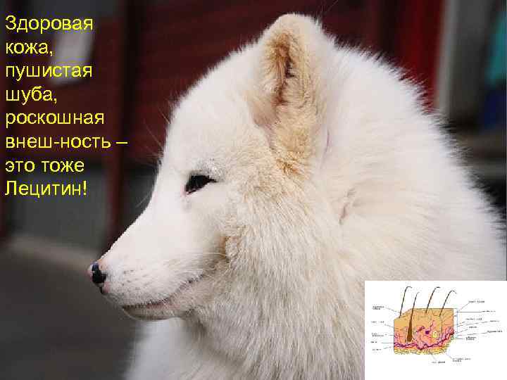 Здоровая кожа, пушистая шуба, роскошная внеш-ность – это тоже Лецитин! 