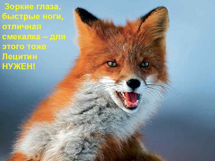 Зоркие глаза, быстрые ноги, отличная смекалка – для этого тоже Лецитин НУЖЕН! 