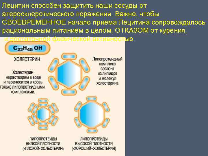 Лецитин способен защитить наши сосуды от атеросклеротического поражения. Важно, чтобы СВОЕВРЕМЕННОЕ начало приема Лецитина