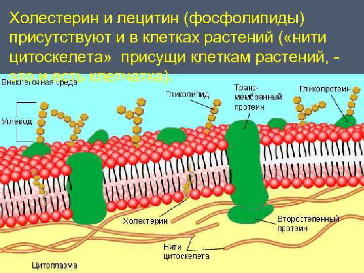 Холестерин и лецитин (фосфолипиды) присутствуют и в клетках растений ( «нити цитоскелета» присущи клеткам