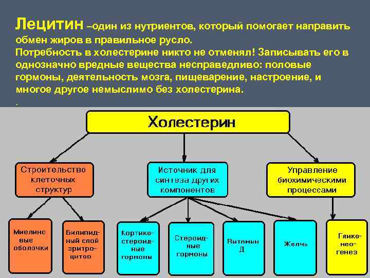 Лецитин –один из нутриентов, который помогает направить обмен жиров в правильное русло. Потребность в