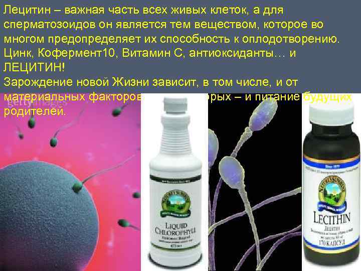 Лецитин – важная часть всех живых клеток, а для сперматозоидов он является тем веществом,