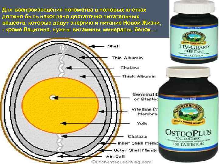 Для воспроизведения потомства в половых клетках должно быть накоплено достаточно питательных веществ, которые дадут
