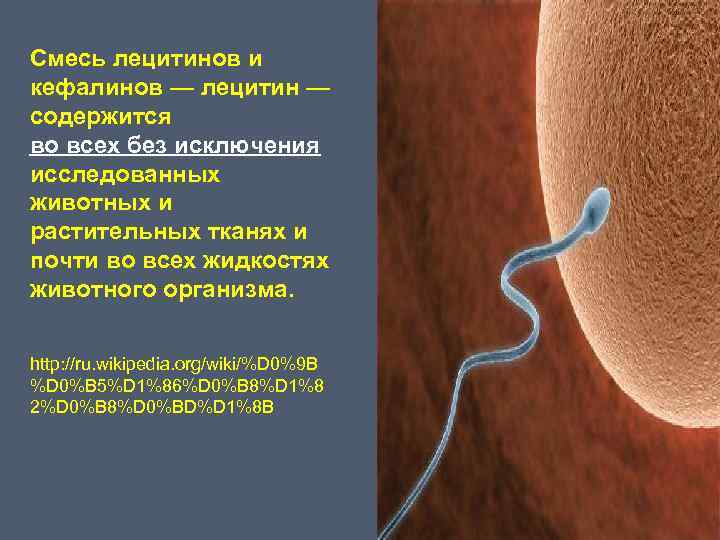 Смесь лецитинов и кефалинов — лецитин — содержится во всех без исключения исследованных животных