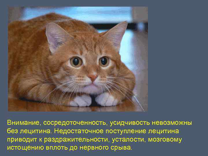 Внимание, сосредоточенность, усидчивость невозможны без лецитина. Недостаточное поступление лецитина приводит к раздражительности, усталости, мозговому