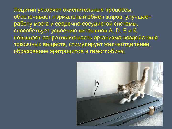 Лецитин ускоряет окислительные процессы, обеспечивает нормальный обмен жиров, улучшает работу мозга и сердечно-сосудистой системы,