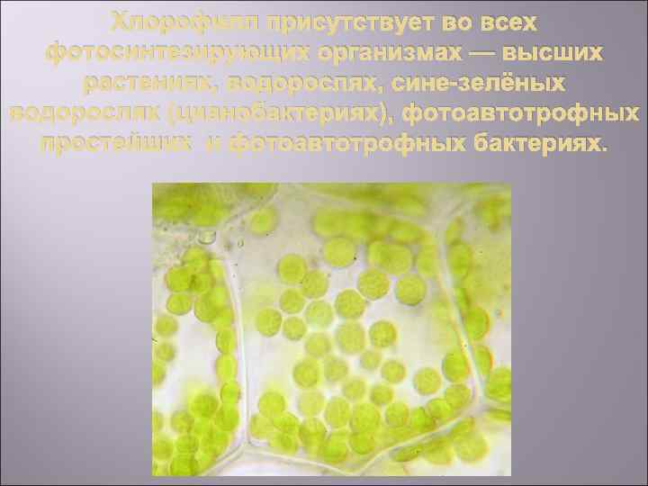 Хлорофилл присутствует во всех фотосинтезирующих организмах — высших растениях, водорослях, сине-зелёных водорослях (цианобактериях), фотоавтотрофных