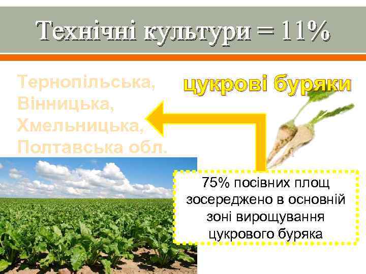 Технічні культури = 11% Тернопільська, Вінницька, Хмельницька, Полтавська обл. цукрові буряки 75% посівних площ