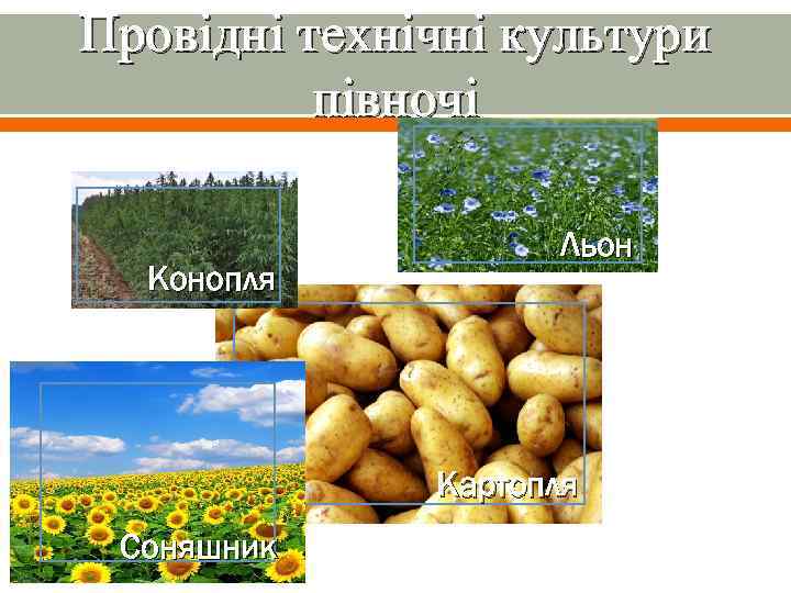 Провідні технічні культури півночі Конопля Льон Картопля Соняшник 