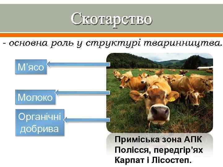 Скотарство - основна роль у структурі тваринництва. М’ясо Молоко Органічні добрива Приміська зона АПК
