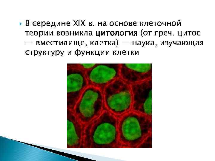  В середине XIX в. на основе клеточной теории возникла цитология (от греч. цитос