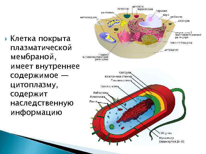  Клетка покрыта плазматической мембраной, имеет внутреннее содержимое — цитоплазму, содержит наследственную информацию 