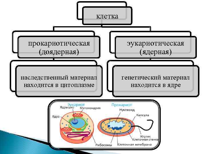 клетка прокариотическая (доядерная) эукариотическая (ядерная) наследственный материал находится в цитоплазме генетический материал находится в