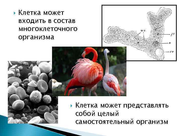  Клетка может входить в состав многоклеточного организма Клетка может представлять собой целый самостоятельный