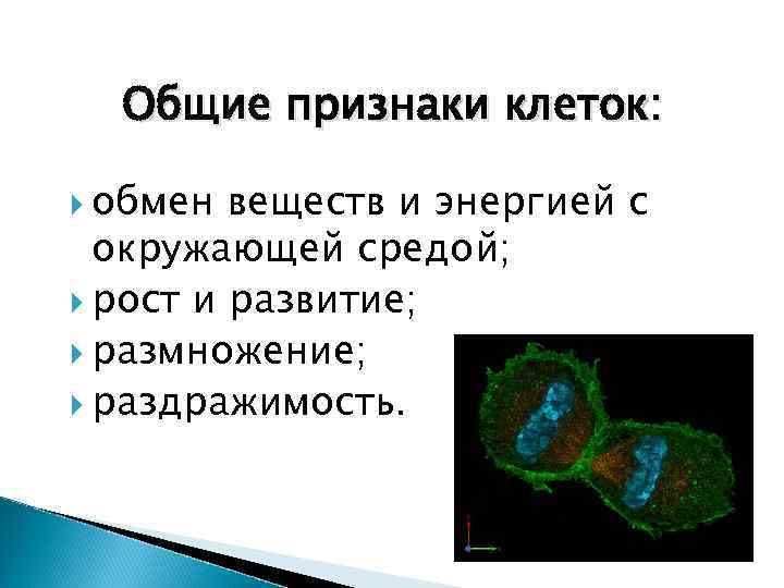 Общие признаки клеток: обмен веществ и энергией с окружающей средой; рост и развитие; размножение;
