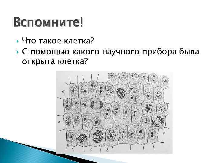 Вспомните! Что такое клетка? С помощью какого научного прибора была открыта клетка? 
