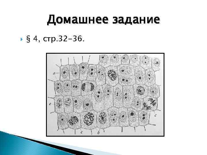 Домашнее задание § 4, стр. 32 -36. 