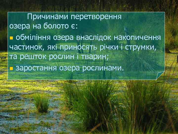 Причинами перетворення озера на болото є: n обміління озера внаслідок накопичення частинок, які приносять