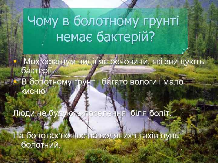 Чому в болотному грунті немає бактерій? § Мох сфагнум виділяє речовини, які знищують бактерії.