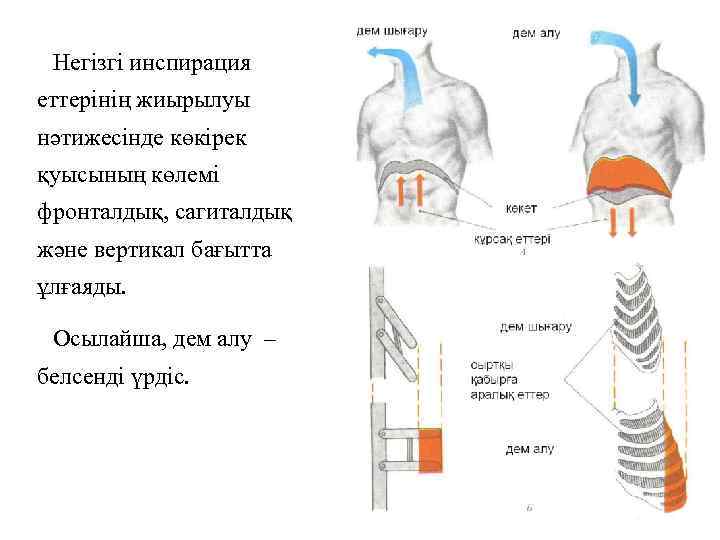 Негізгі инспирация еттерінің жиырылуы нәтижесінде көкірек қуысының көлемі фронталдық, сагиталдық және вертикал бағытта ұлғаяды.