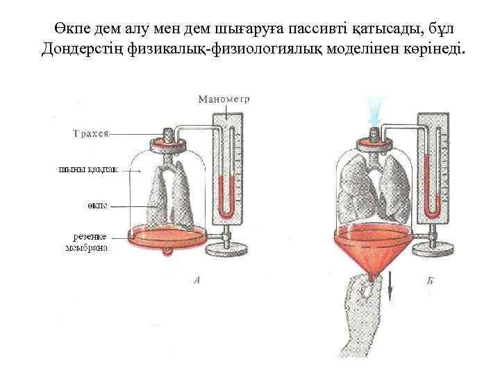 Өкпе дем алу мен дем шығаруға пассивті қатысады, бұл Дондерстің физикалық-физиологиялық моделінен көрінеді. 