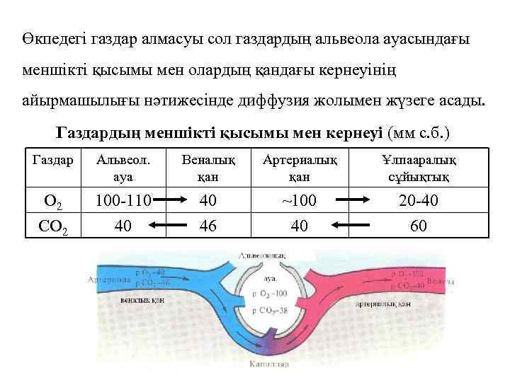 Өкпедегі газдар алмасуы сол газдардың альвеола ауасындағы меншікті қысымы мен олардың қандағы кернеуінің айырмашылығы