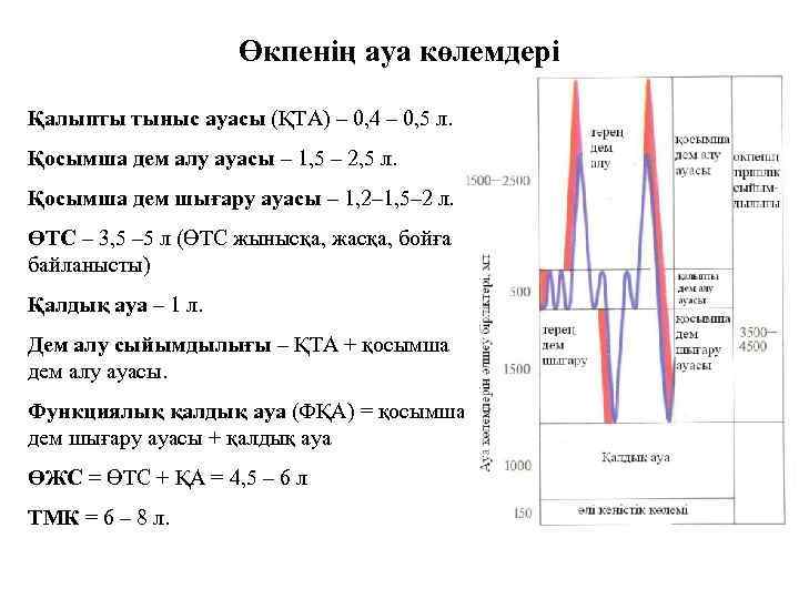 Өкпенің ауа көлемдері Қалыпты тыныс ауасы (ҚТА) – 0, 4 – 0, 5 л.