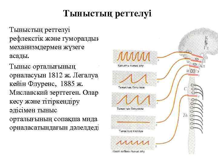 Тыныстың реттелуі рефлекстік және гуморалдық механизмдермен жүзеге асады. Тыныс орталығының орналасуын 1812 ж. Легалуа,